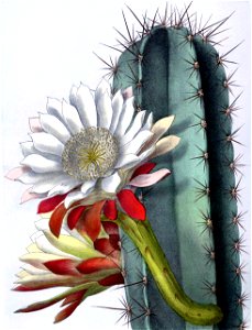 Cereus repandus BlKakteenT131