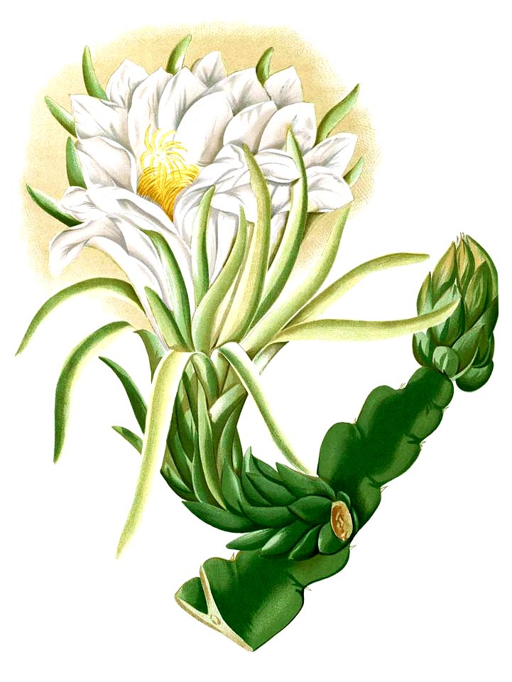 Cereus triangularis Blanco2.324-cropped
