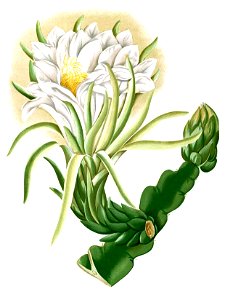 Cereus triangularis Blanco2.324-cropped. Free illustration for personal and commercial use.