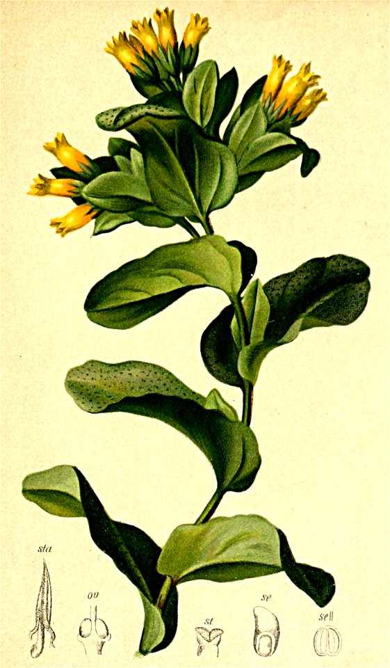 Cerinthe alpina Atlas Alpenflora