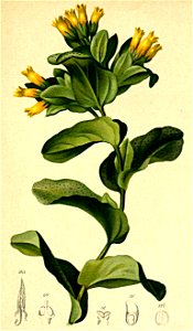 Cerinthe alpina Atlas Alpenflora