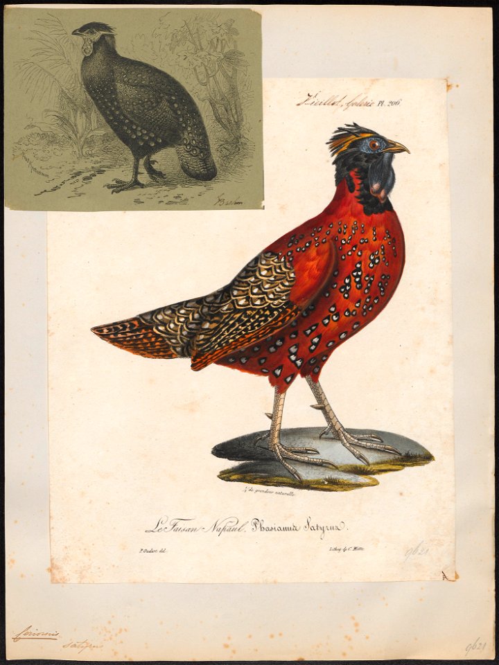 Ceriornis satyra - 1825-1834 - Print - Iconographia Zoologica - Special Collections University of Amsterdam - UBA01 IZ16900163