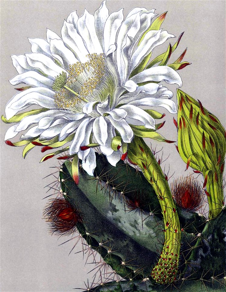 Cereus pterogonus BlKakteenT150