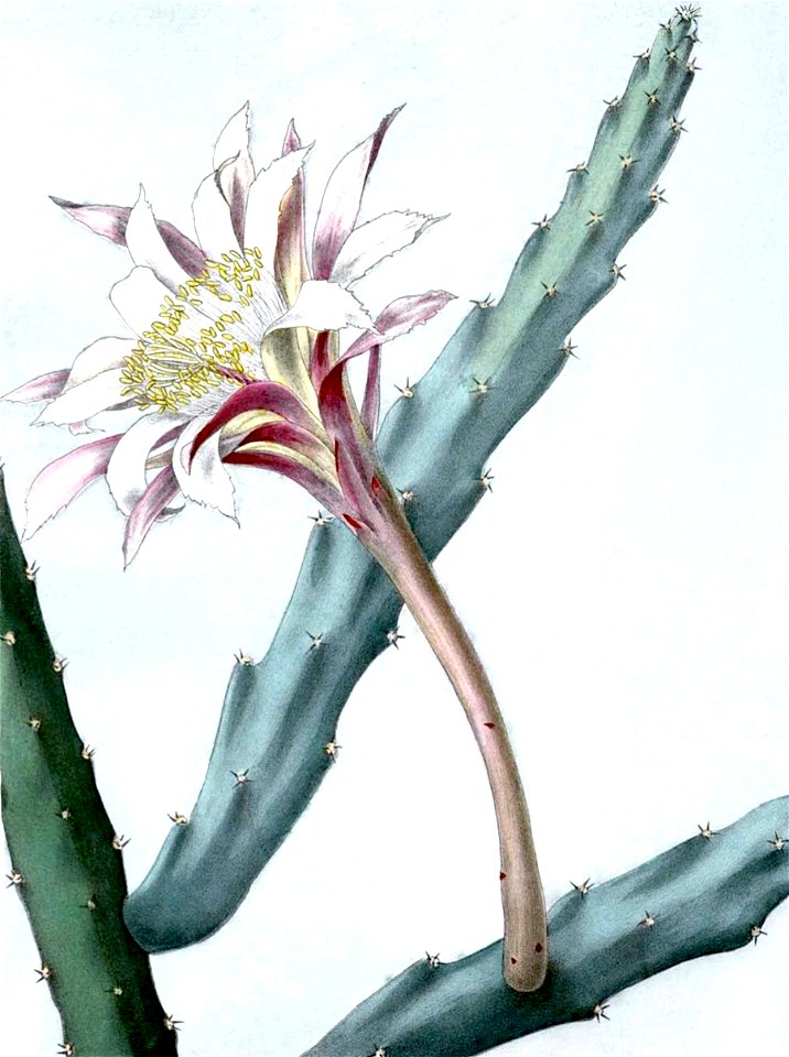 Cereus spegazzinii BlKakteenT107