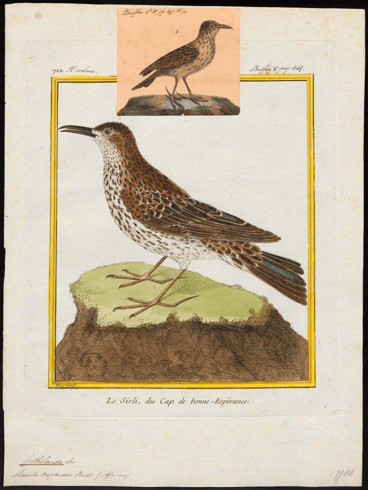 Certhilauda capensis - 1700-1880 - Print - Iconographia Zoologica - Special Collections University of Amsterdam - UBA01 IZ16100367