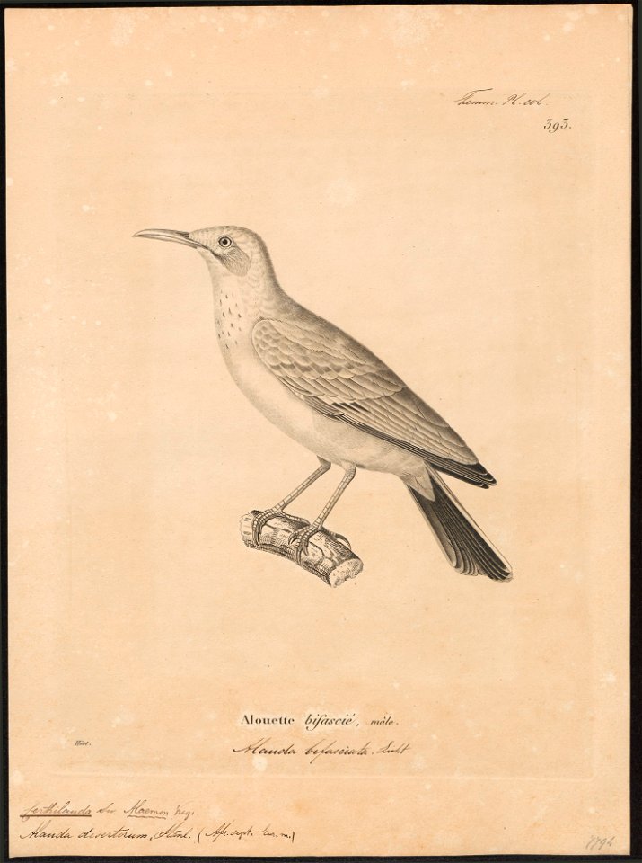 Certhilauda desertorum - 1700-1880 - Print - Iconographia Zoologica - Special Collections University of Amsterdam - UBA01 IZ16100377