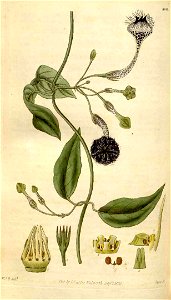 Ceropegia elegans Curtis Botanical Magazine Tab.3015