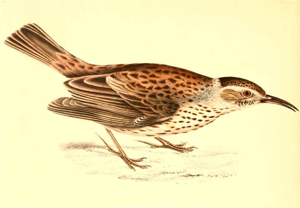 Certhilauda subcoronata 1838