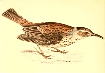 Certhilauda subcoronata 1838