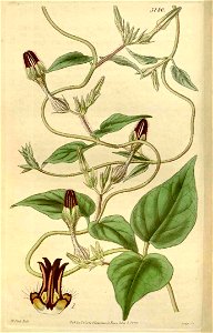 Ceropegia vincifolia Curtis Botanical Magazine vol.66 tab.3740