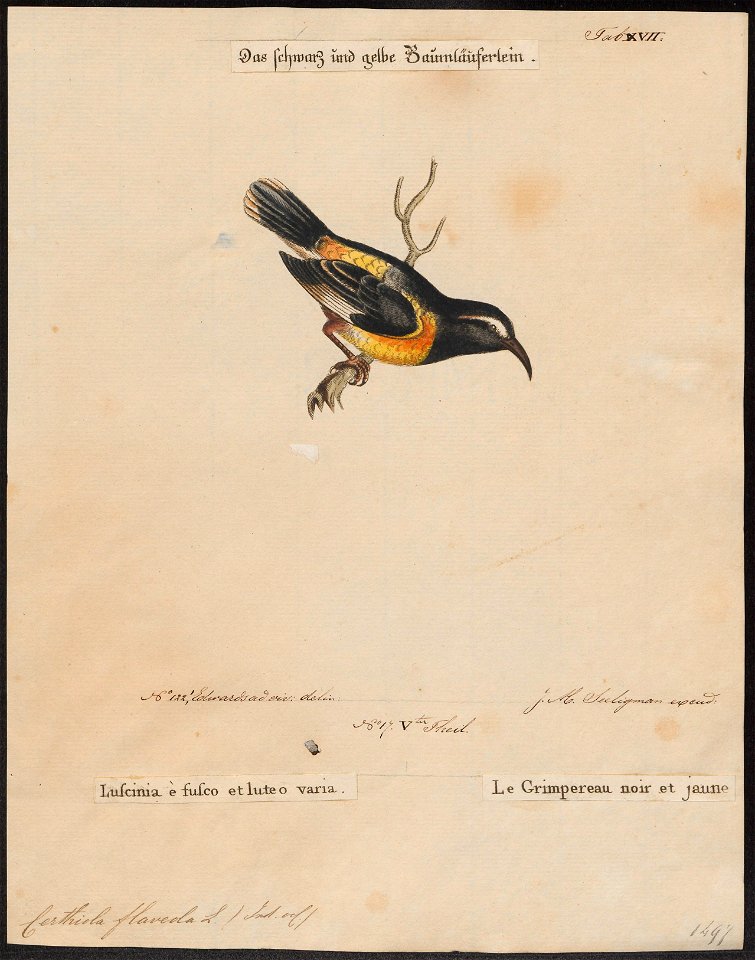 Certhiola flaveola - 1700-1880 - Print - Iconographia Zoologica - Special Collections University of Amsterdam - UBA01 IZ19000435