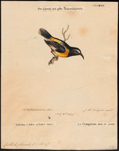 Certhiola flaveola - 1700-1880 - Print - Iconographia Zoologica - Special Collections University of Amsterdam - UBA01 IZ19000435
