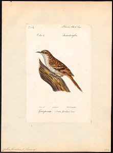 Certhia familiaris - 1842-1848 - Print - Iconographia Zoologica - Special Collections University of Amsterdam - UBA01 IZ19200345