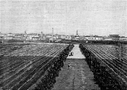 Cerignola – Panorama (xilografia)