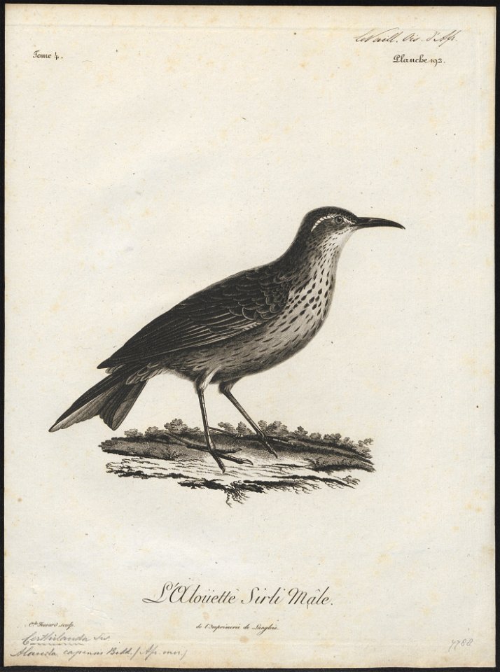 Certhilauda capensis - 1796-1808 - Print - Iconographia Zoologica - Special Collections University of Amsterdam - UBA01 IZ16100369
