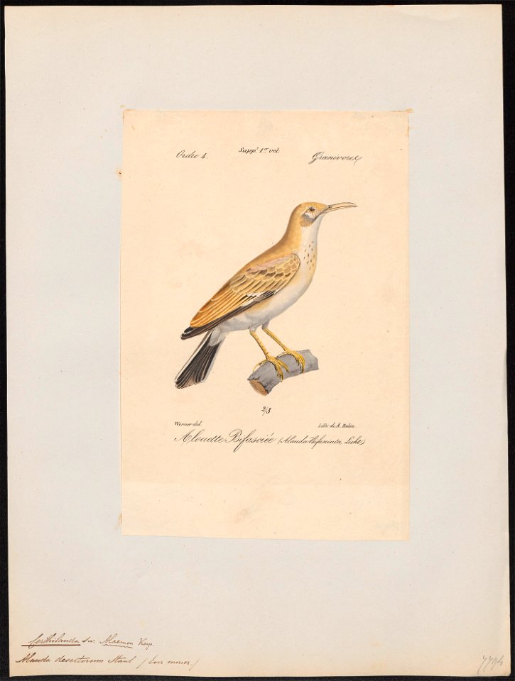 Certhilauda desertorum - 1842-1848 - Print - Iconographia Zoologica - Special Collections University of Amsterdam - UBA01 IZ16100375