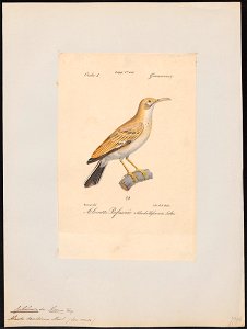 Certhilauda desertorum - 1842-1848 - Print - Iconographia Zoologica - Special Collections University of Amsterdam - UBA01 IZ16100375