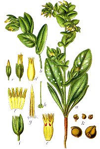 Cerinthe minor Sturm11