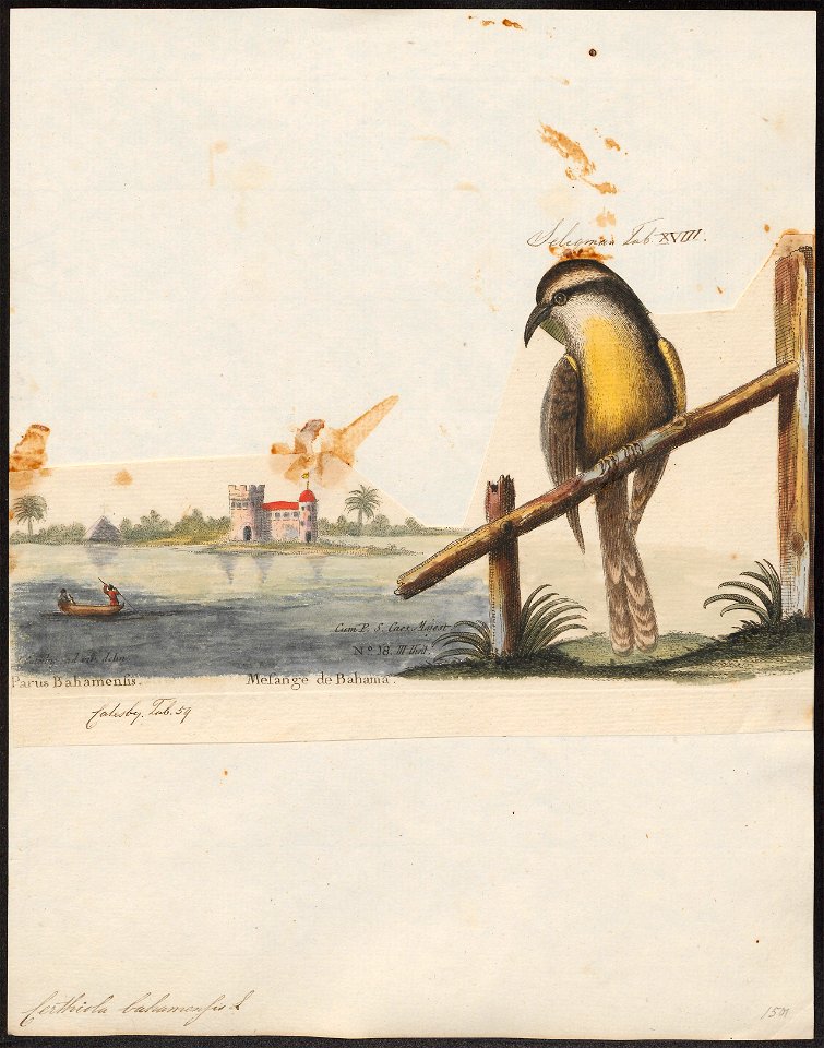 Certhiola bahamensis - 1700-1880 - Print - Iconographia Zoologica - Special Collections University of Amsterdam - UBA01 IZ19000441