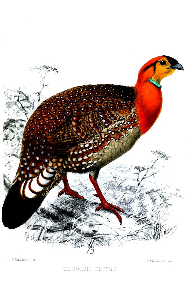 CeriornisBlythiiKeulemans