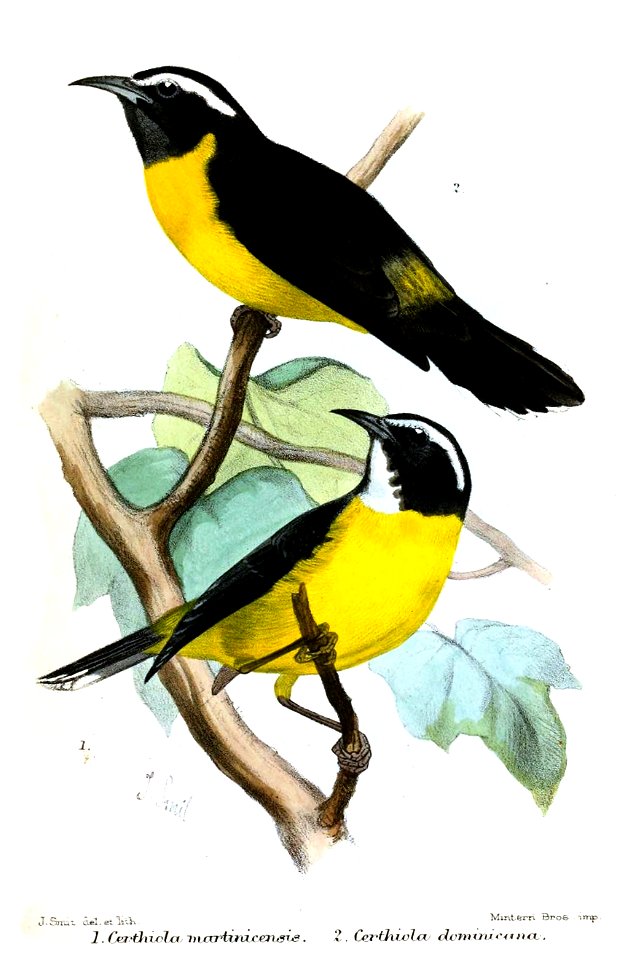 CerthiolaSmit