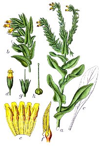 Cerinthe glabra Sturm12