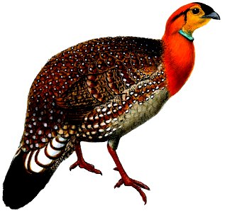 CeriornisBlythiiKeulemans white background
