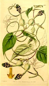 Ceropegia oculata Curtis Botanical Magazine Vol.70 Tab.4093