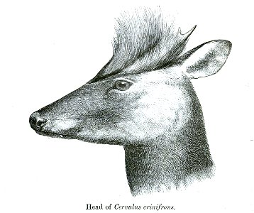 CervulusCrinifronsHead