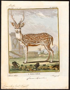Cervus axis - 1700-1880 - Print - Iconographia Zoologica - Special Collections University of Amsterdam - UBA01 IZ21500326