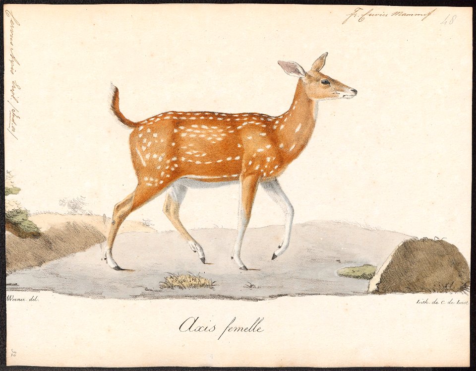 Cervus axis - 1818-1842 - Print - Iconographia Zoologica - Special Collections University of Amsterdam - UBA01 IZ21500334