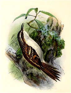Certhia familiaris 1876