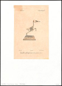 Certhia familiaris - skelet - 1842-1848 - Print - Iconographia Zoologica - Special Collections University of Amsterdam - UBA01 IZ19200353