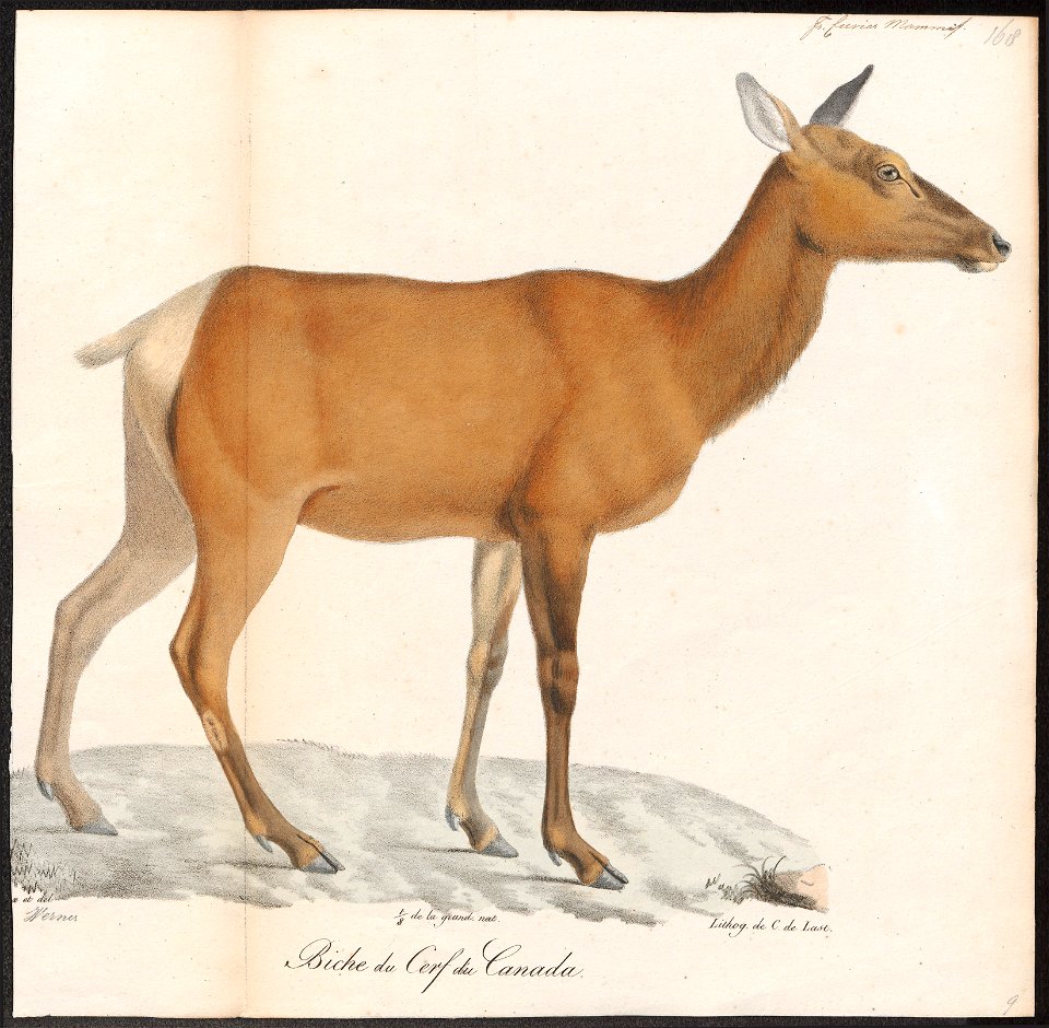 Cervus canadensis - 1818-1842 - Print - Iconographia Zoologica - Special Collections University of Amsterdam - UBA01 IZ21500312