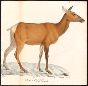 Cervus canadensis - 1818-1842 - Print - Iconographia Zoologica - Special Collections University of Amsterdam - UBA01 IZ21500312