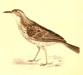 Certhilauda curvirostris 1838