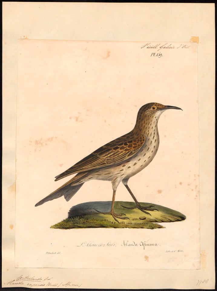Certhilauda capensis - 1825-1834 - Print - Iconographia Zoologica - Special Collections University of Amsterdam - UBA01 IZ16100365