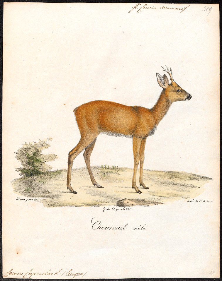 Cervus capreolus - 1818-1842 - Print - Iconographia Zoologica - Special Collections University of Amsterdam - UBA01 IZ21500011