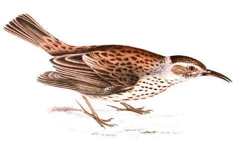 Certhilauda subcoronata 1838, crop