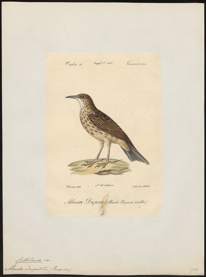 Certhilauda duponti - 1842-1848 - Print - Iconographia Zoologica - Special Collections University of Amsterdam - UBA01 IZ16100373