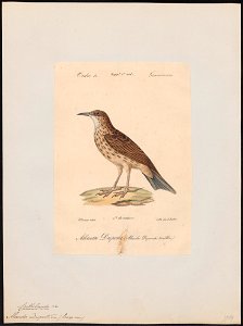 Certhilauda duponti - 1842-1848 - Print - Iconographia Zoologica - Special Collections University of Amsterdam - UBA01 IZ16100373
