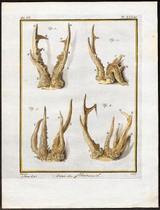 Cervus capreolus - hoorns - 1700-1880 - Print - Iconographia Zoologica - Special Collections University of Amsterdam - UBA01 IZ21500025