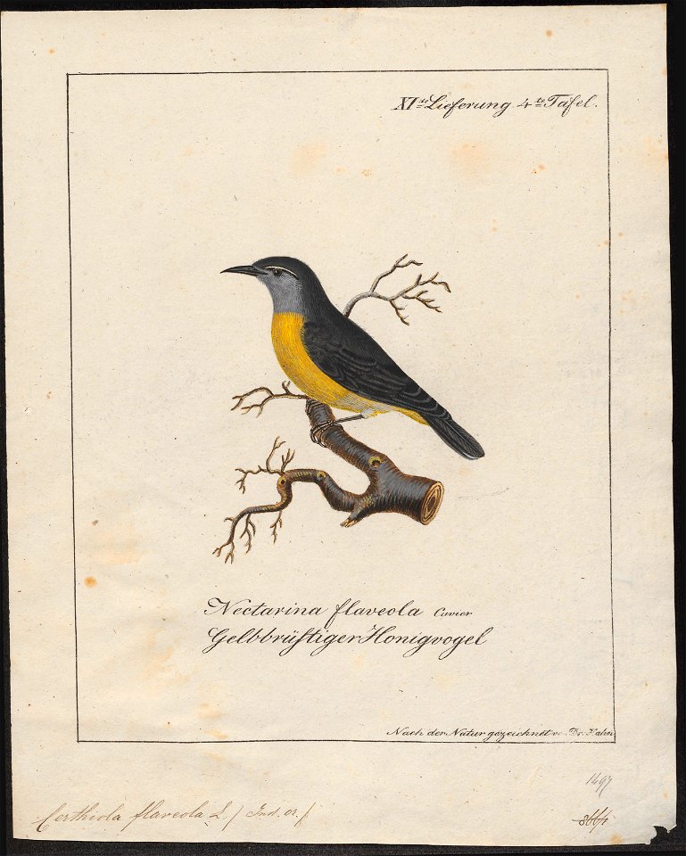 Certhiola flaveola - 1700-1880 - Print - Iconographia Zoologica - Special Collections University of Amsterdam - UBA01 IZ19000431