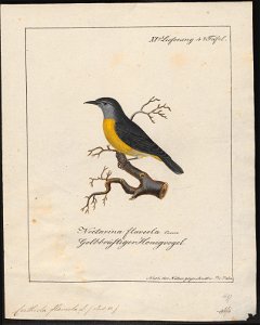 Certhiola flaveola - 1700-1880 - Print - Iconographia Zoologica - Special Collections University of Amsterdam - UBA01 IZ19000431