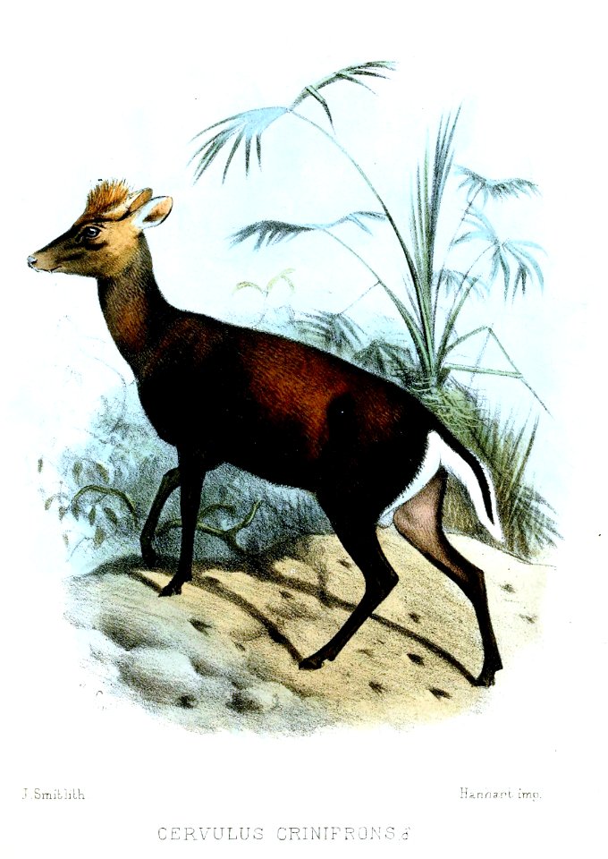 CervulusCrinifronsSmit