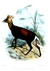 CervulusCrinifronsSmit