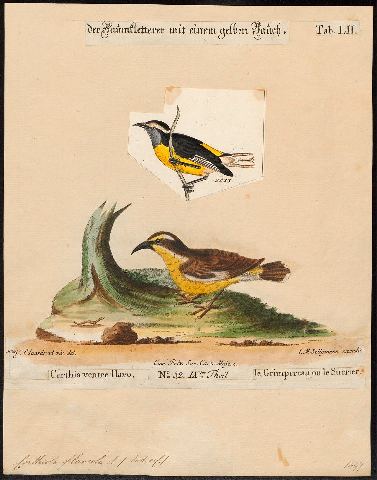 Certhiola flaveola - 1700-1880 - Print - Iconographia Zoologica - Special Collections University of Amsterdam - UBA01 IZ19000429