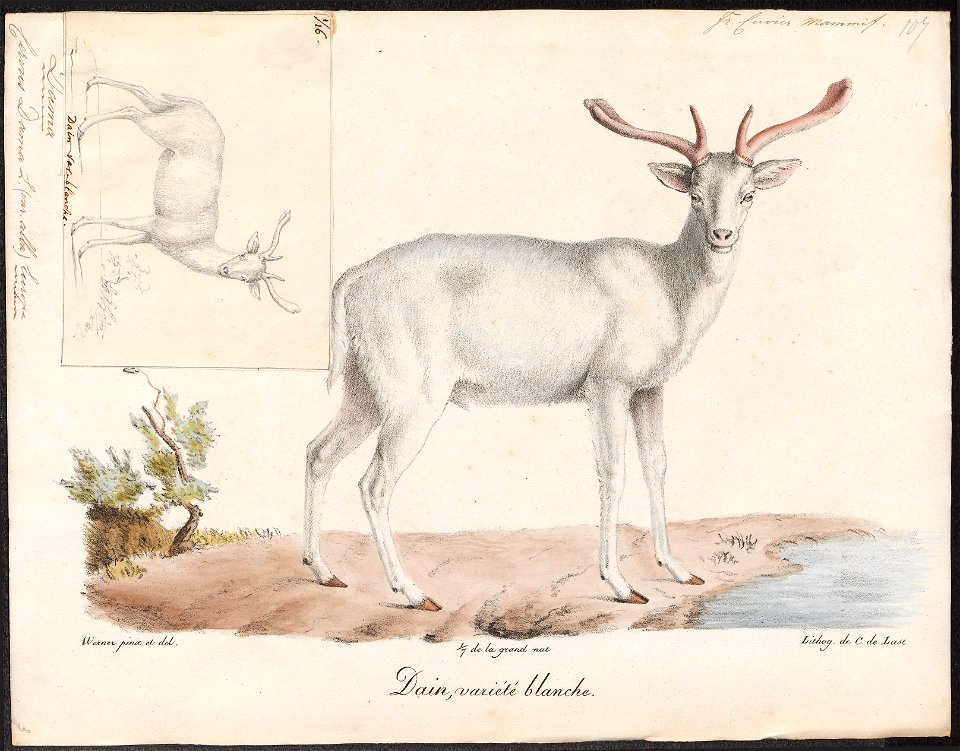 Cervus dama (var. alba) - 1818-1842 - Print - Iconographia Zoologica - Special Collections University of Amsterdam - UBA01 IZ21500154
