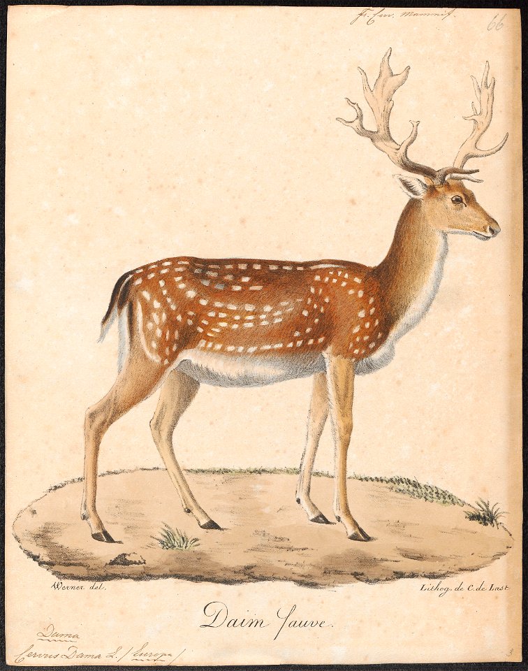 Cervus dama - 1818-1842 - Print - Iconographia Zoologica - Special Collections University of Amsterdam - UBA01 IZ21500144