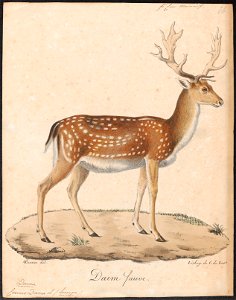 Cervus dama - 1818-1842 - Print - Iconographia Zoologica - Special Collections University of Amsterdam - UBA01 IZ21500144